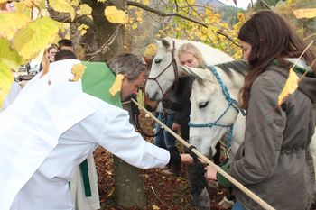 Fotoutrinki: Blagoslov konj na Frankolovem