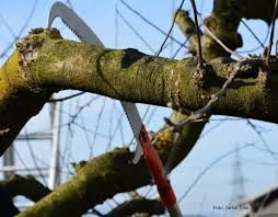 Povabilo: Naučimo se obrezovati visokodebelno sadno drevje