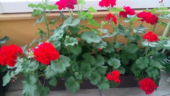 Voščilo župana ob materinskem prazniku Voščilo župana ob materinskem prazniku