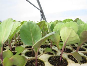 Strokovni nasveti za področje zelenjadarstva Strokovni nasveti za področje zelenjadarstva