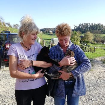 Društvo za lepše mačje življenje Vojnik Društvo za lepše mačje življenje Vojnik