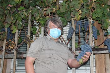 Fotogalerija: Trgatev Vinogradniško vinarskega društva Vojnik