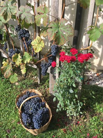 Trgatev potomke v Novi Cerkvi