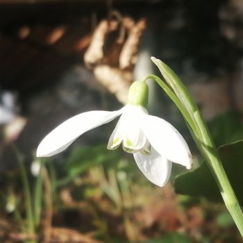 Voščilo ob 8. marcu 