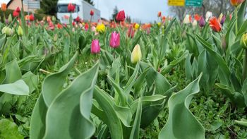 100.000 tulipanov ob 25. obletnici javnih podjetij