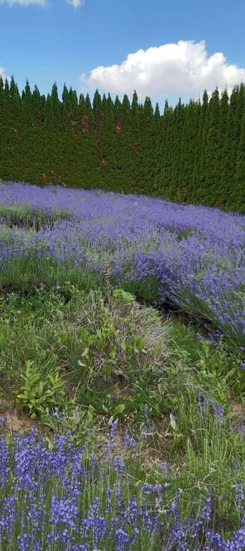 Dobra volja in žetev sivke
