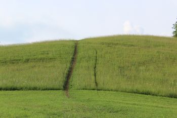 Pešpot je postala ekološki pašnik