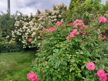  Foto utrinki okrasnega vrta Nade Močenik iz Višnje vasi
