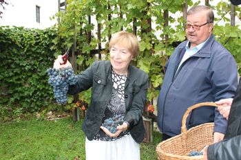 Foto utrinki: Trgatev potomke stare trte Mihaele v Novi Cerkvi