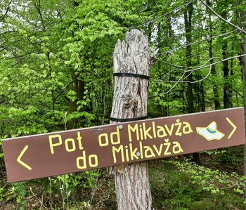 Od Miklavža do Miklavža