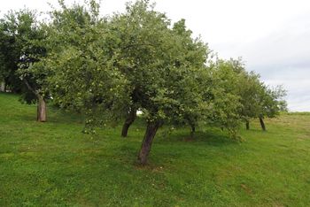 Praktični prikaz: Zimska rez visokodebelnih travniških sadovnjakov