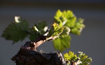 Zimska rez vinske trte 