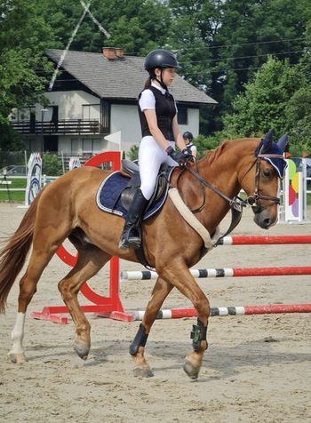 Ljubezen do konjev, ki traja od majhnih nog