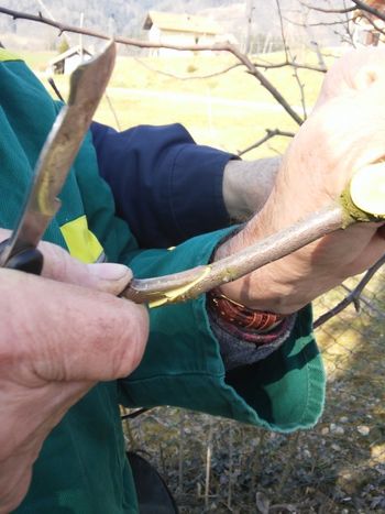 Vabilo na delavnico cepljenja sadnega drevja