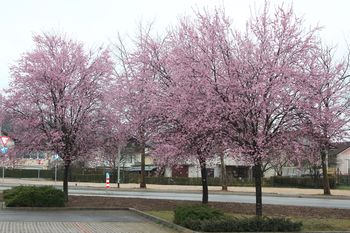 Foto utrinki: Pomlad v Vojniku