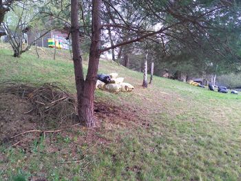 Člani Čebelarskega društva Vojnik očistili okolico svojega čebelnjaka 