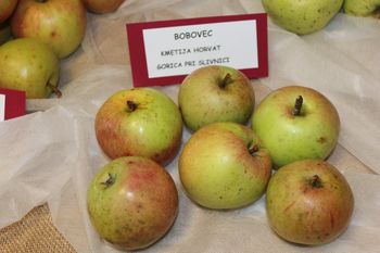 Foto utrinki: Razstava starih sort jabolk v Vojniku do 27. septembra