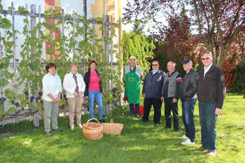 Foto utrinki: Trgatev potomke stare trte v Novi Cerkvi