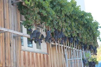 Foto utrinki: Trgatev potomke stare trte v Vojniku