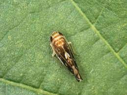 Prognostično obvestilo - Vinska trta: ZATIRANJE AMERIŠKEGA ŠKRŽATKA