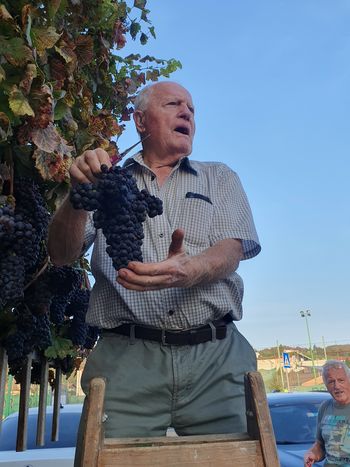 Potomka stare trte v Vojniku rekordno obrodila Potomka stare trte v Vojniku rekordno obrodila