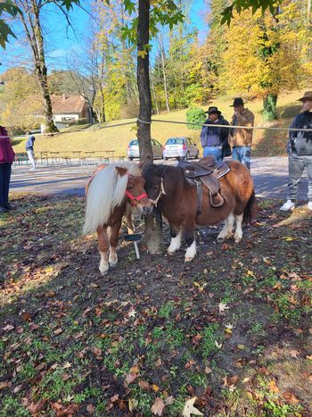 Tradicija žegnanja konj na Frankolovem Tradicija žegnanja konj na Frankolovem