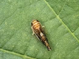 Obvestilo: Navodila za zatiranje ameriškega škržatka