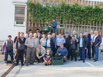 Foto utrinki: Trgatev potomke stare trte v Vojniku