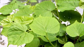 Obvestilo: Jasličarji Božičnega Vojnika iščejo lipov les