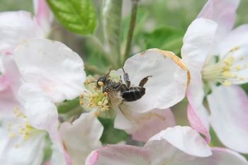 Obvestilo Vinogradniško vinarskega društva Občine Vojnik: Novosti pri uporabi FFS