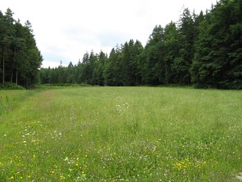 Naj cvetijo rožice za čebele, naravo  in skupno prihodnost