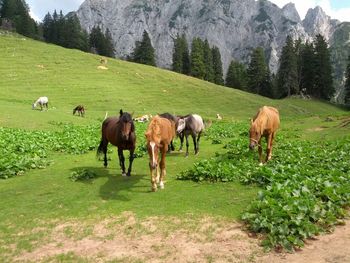 Zmajevo kraljestvo narave nad Tržičem