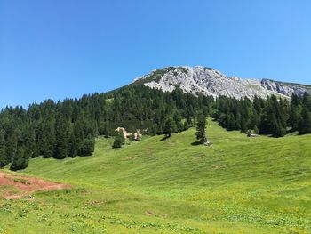 Zmajevo kraljestvo narave nad Tržičem