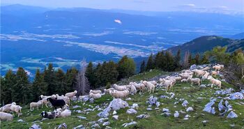 Bolezen modrikastega jezika - kako prijaviti višjo silo za kmetijske ukrepe