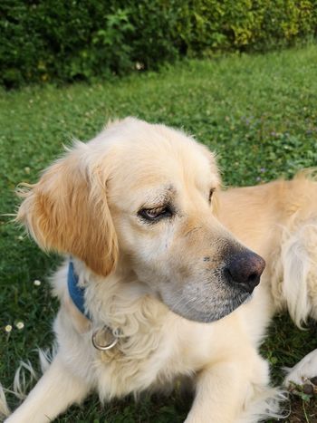 Psov na sprehodu na spuščajte s povodcev