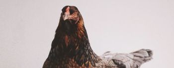 Vikend smeha - Kulturno umetniško društvo Valentin Kokalj Visoko: KOKOŠ