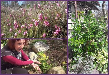 Zeliščarski nasveti na daljavo