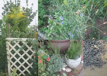 Izmenjava sadik in semen