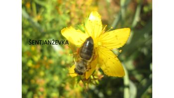 Svetovni dan čebel - Teden vseživljenjskega učenja