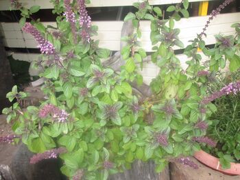 Po poteh padarjev - študijski krožek