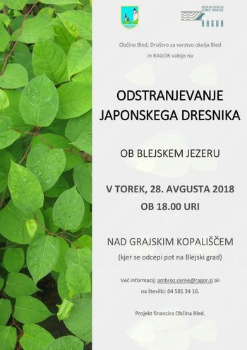 VABILO NA INFORMATIVNO AKCIJO ODSTRANJEVANJA JAPONSKEGA DRESNIKA