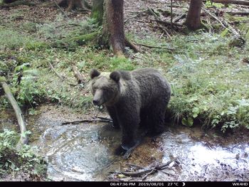 OPOZORILO - Pri poligonu AMZS je bil posnet medved