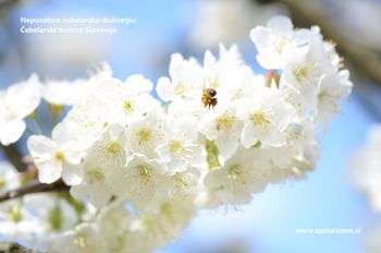 Nepozabno doživetje pri čebelarjih Nepozabno doživetje pri čebelarjih