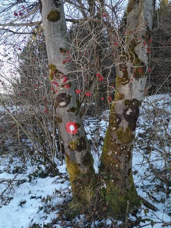 Novonastale pohodniške poti