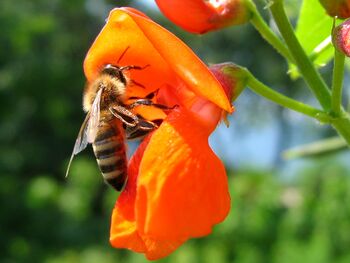 Zaščita čebel in njihov pomen v ekosistemu