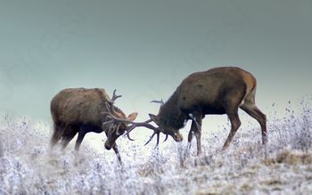 Elo Mihevc - prvi mojster fotografije na Vrhniki