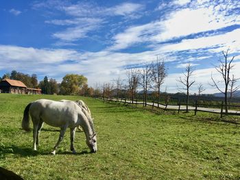 Obnova kostanjevega drevoreda