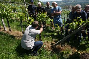 PRIKAZ ZELENIH DEL V VINOGRADU