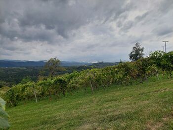 GOBARJENJE PO LIŠKI GORI