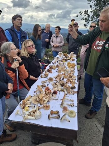 SKUPINSKO GOBARJENJE PO LISCU